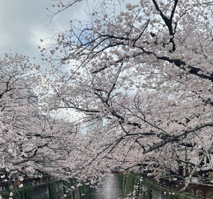 目黒川・桜